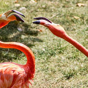 Sep. 2023 - Flights of Fancy - Caribbean Flamingos