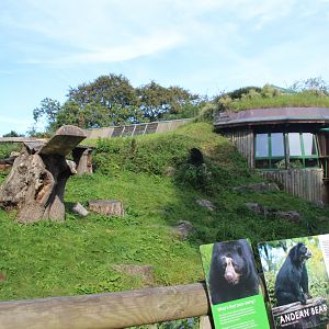 Cloud Forest - Andean Bear Enclosure