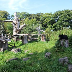Andean Bear Enclosure