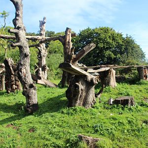 Andean Bear Enclosure