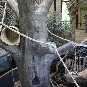 Cloud Forest - Sloth Enclosure