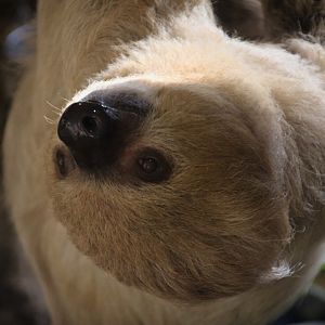 Linne's Two-toed Sloth