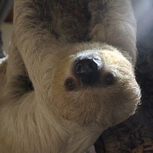 Linne's Two-toed Sloth