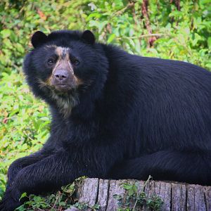 Andean Bear