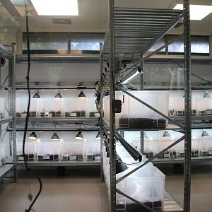 Reptile and Amphibian Building