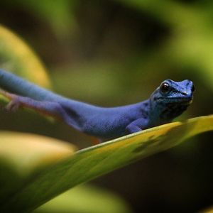 Turquoise Dwarf Gecko