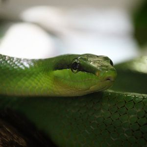 Red-tailed Green Rat Snake