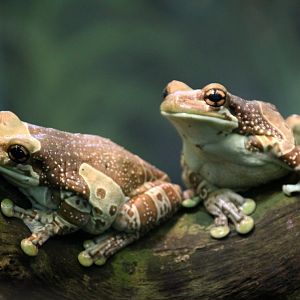 Amazon Milk Frogs