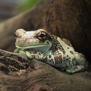 Amazon Milk Frog