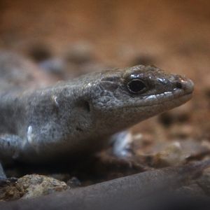 Telfair's Skink