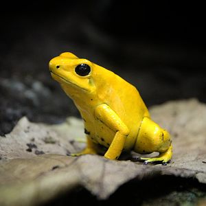Golden Poison Dart Frog
