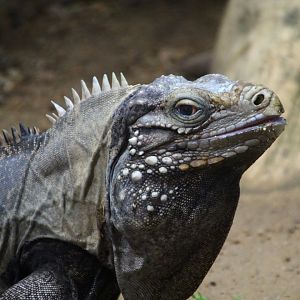 Cuban Iguana
