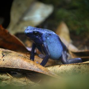 Blue Poison Dart Frog