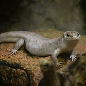 Telfair's Skink