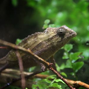 Bearded Pygmy Chameleon