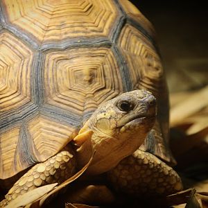 Ploughshare Tortoise