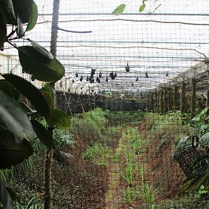Fruit Bat Enclosure