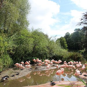 View Across Flamingo Lake