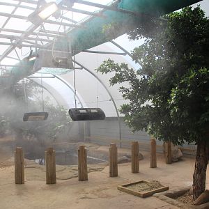 Aldabra Tortoise Tunnel