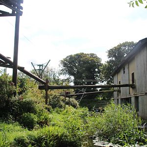 Orangutan Island and House