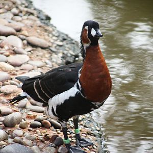 Red-breasted Goose