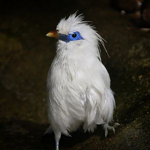 Bali Mynah