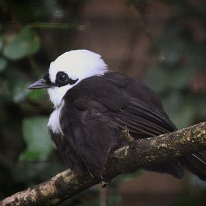 Sumatran Laughing Thrush