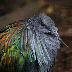 Nicobar Pigeon