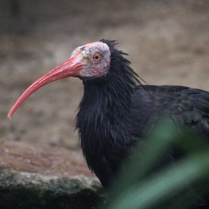 Northern Bald Ibis
