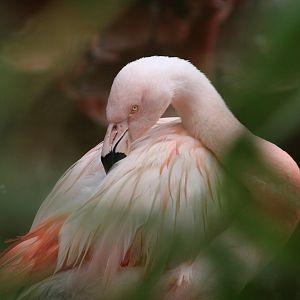 Chilean Flamingo