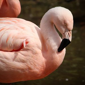 Chilean Flamingo
