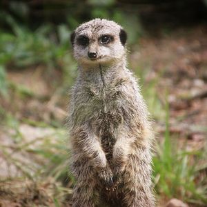 Meerkat