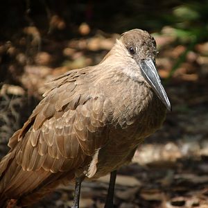 Hamerkop