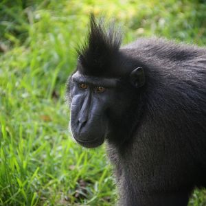 Sulawesi Macaque