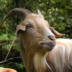 Guernsey Goat