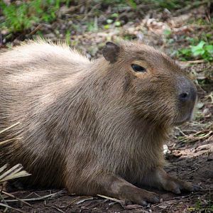 Capybara