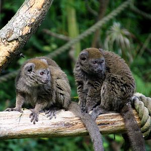 Alaotran Gentle Lemurs