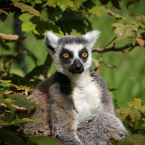 Ring-tailed Lemur