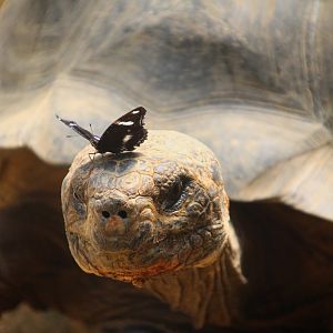 Galapagos Tortoise and Butterfly