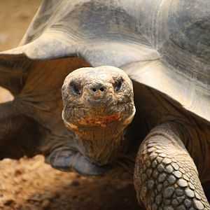 Galapagos Tortoise