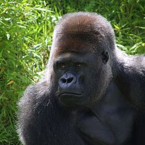 Western Lowland Gorilla