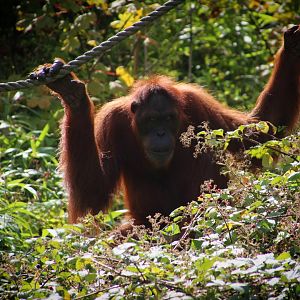 Sumatran Orangutan
