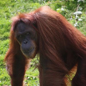 Sumatran Orangutan