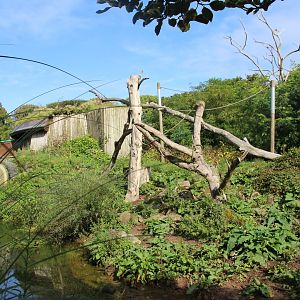 Howler Monkey and Warty Pig Enclosure