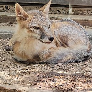 Swift Fox(Vulpes velox)