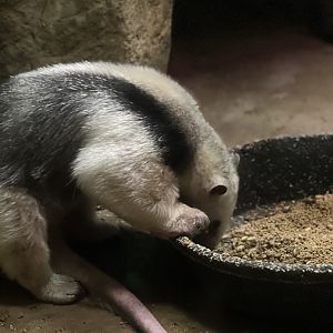 Southern lesser anteater