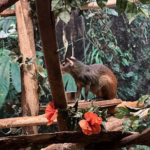 Red-rumped agouti