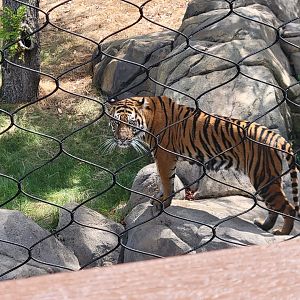 Sumatran Tiger(Panthera tigris sumatrae)