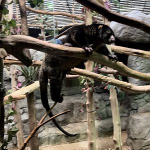 Sulawesi bear cuscus