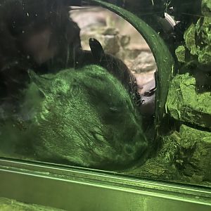 Southern hairy-nosed wombat